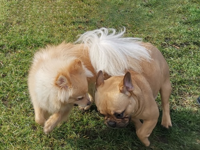 Großer Spaß beim Minitreff Hundeschule Rose