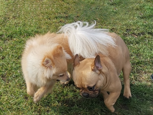 Großer Spaß beim Minitreff Hundeschule Rose