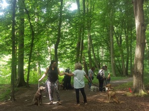 Trainingsangebot Social Walk der Hundeschule Rose in Wolfsburg